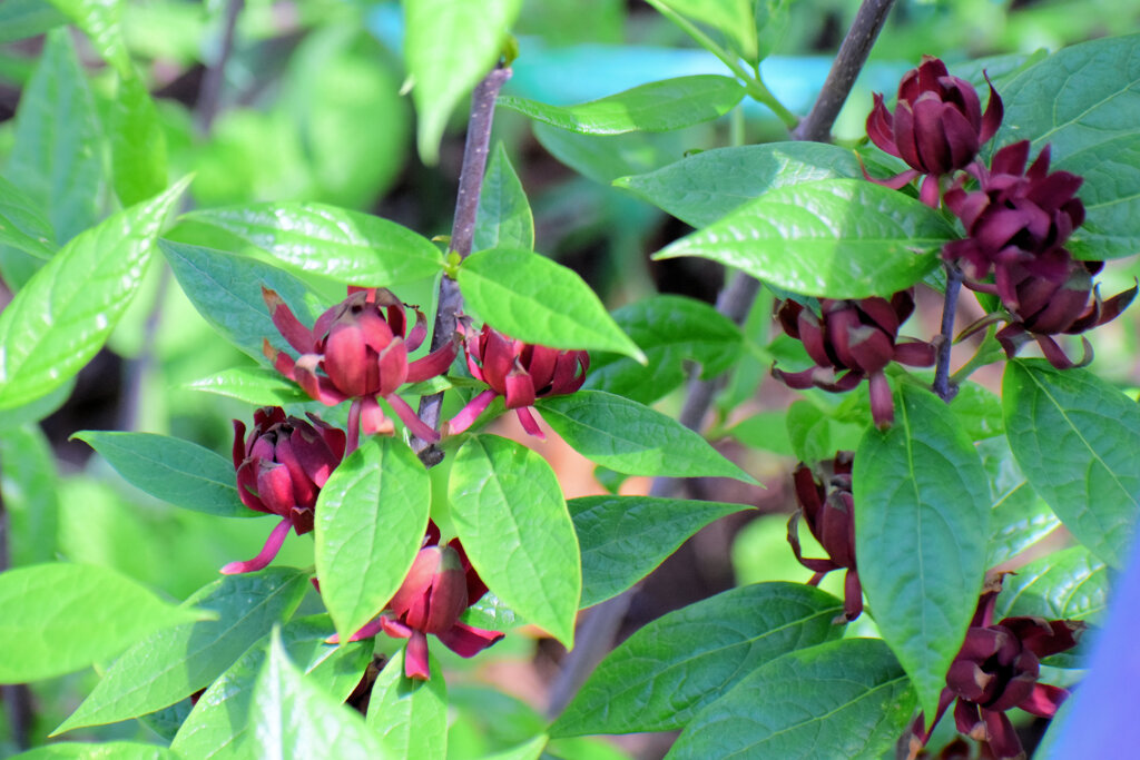 アメリカ蠟梅 （アメリカろうばい） 黒花蠟梅（くろばなろうばい）８