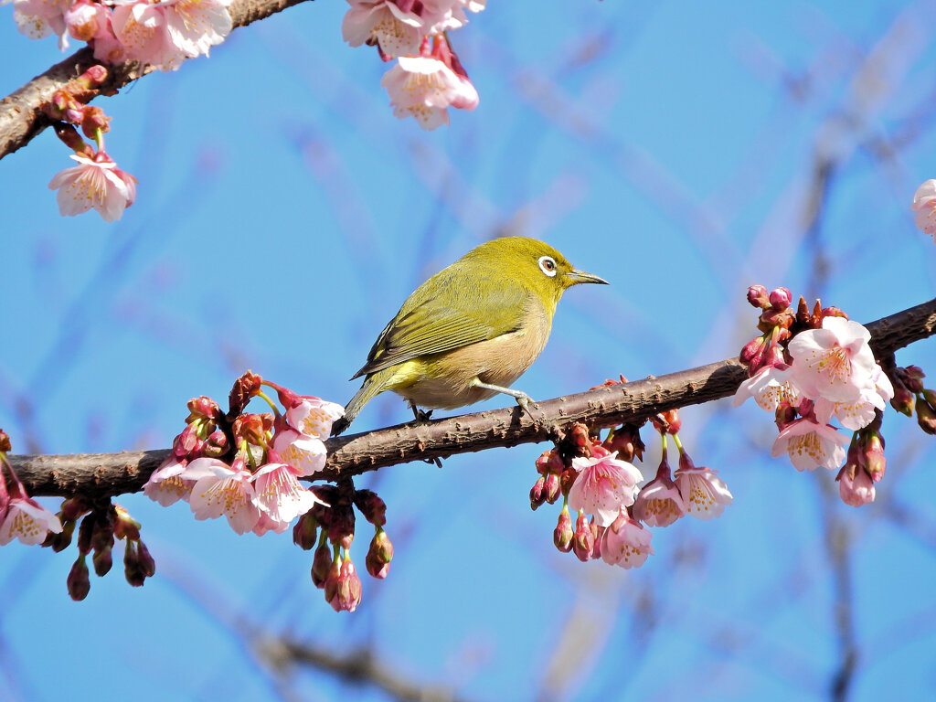 寒桜にサクジロー　１５