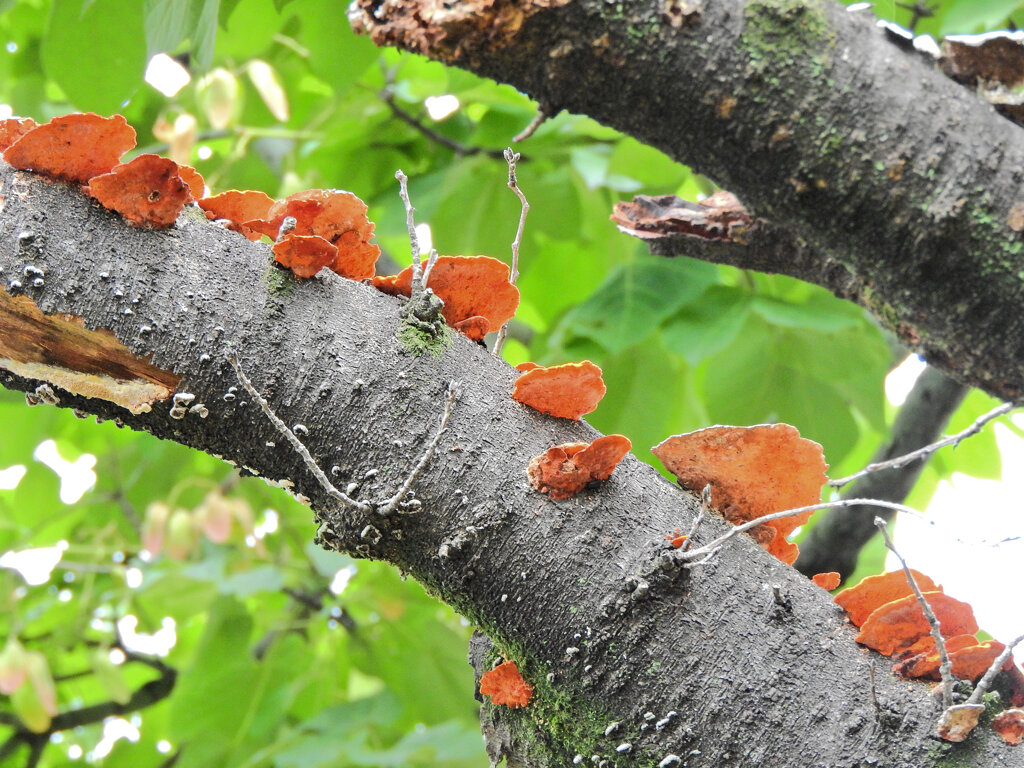 ソメイヨシノを蝕むキノコ　２