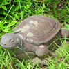 石亀　2/2