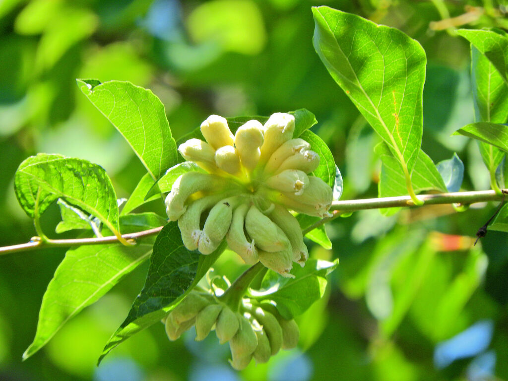 エゴノネコアシ　１