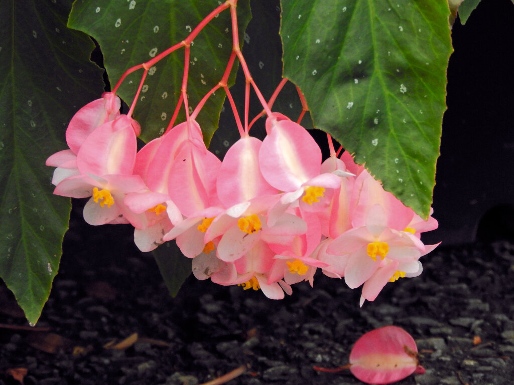 木立（きだち）ベゴニア　花　３