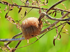 カマキリの卵鞘　2/3