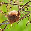 カマキリの卵鞘　2/3