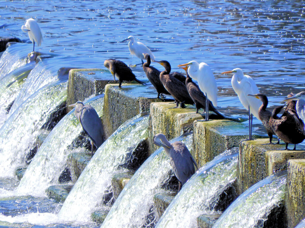 堰で獲物を待つ　川鵜や青鷺など・・・５
