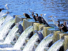 堰で獲物を待つ　川鵜や青鷺など・・・５