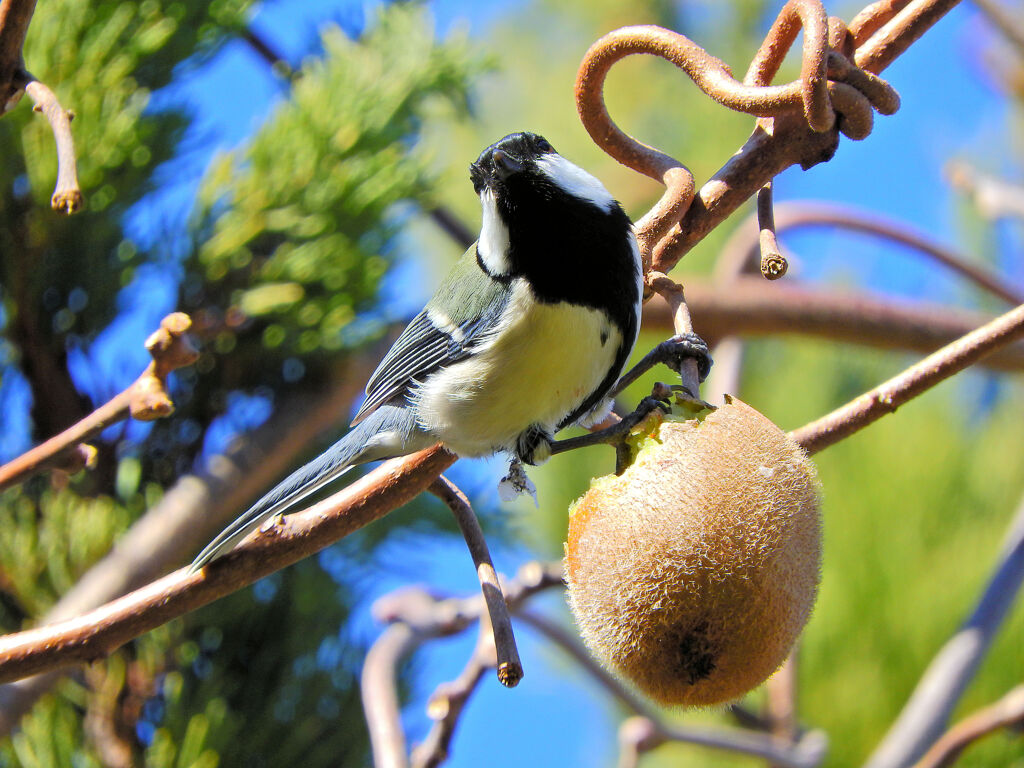 キウイ　シジュウカラ　１
