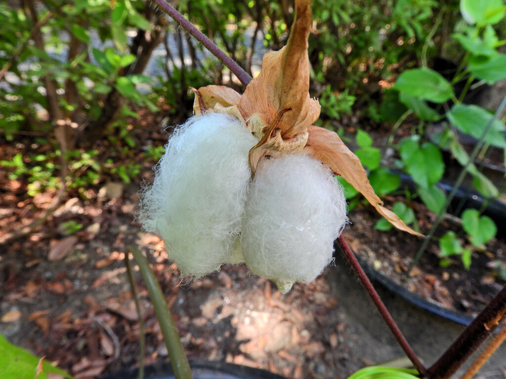 綿 （わた）   (Cotton plant）　２