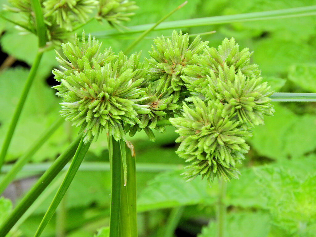 蚊帳吊草 （かやつりぐさ）２