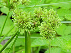 蚊帳吊草 （かやつりぐさ）２