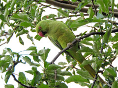 ワカケホンセイインコが林檎を喰い荒らす　１