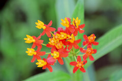 唐綿 （とうわた）  （アスクレピアス）　花２