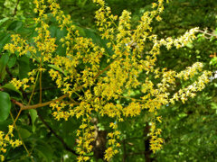 モクゲンジの花　２