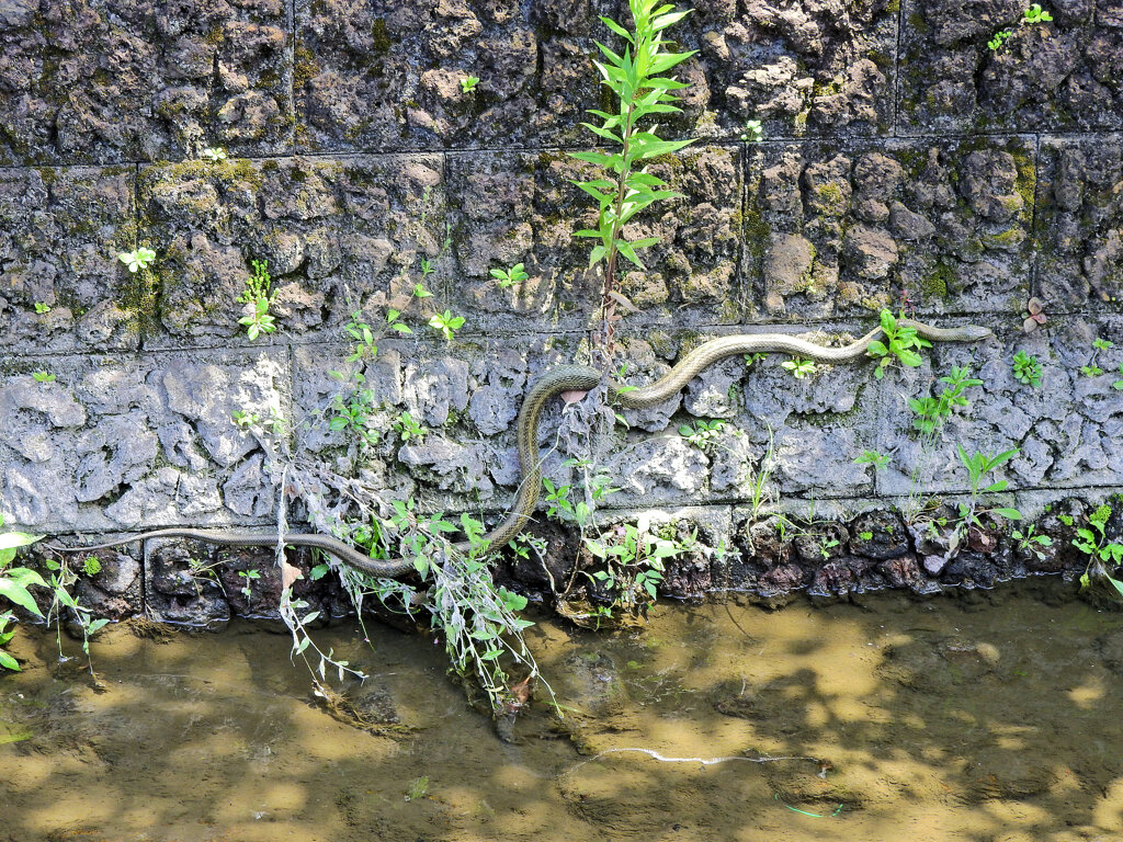 へびぃにつき閲覧注意！　６