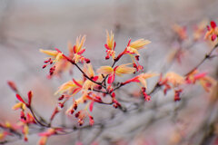 春紅葉 花　２