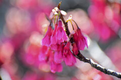寒緋桜 （かんひざくら）　８
