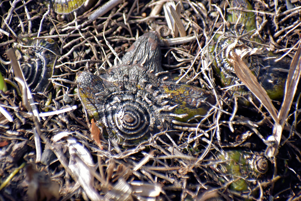 この球根の名は、シラン　３