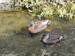 マガモとカルガモのハーフ？　とカルガモ　２