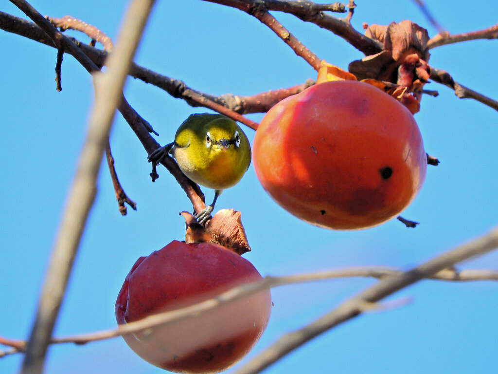 メジロさんは熟柿に夢中　２