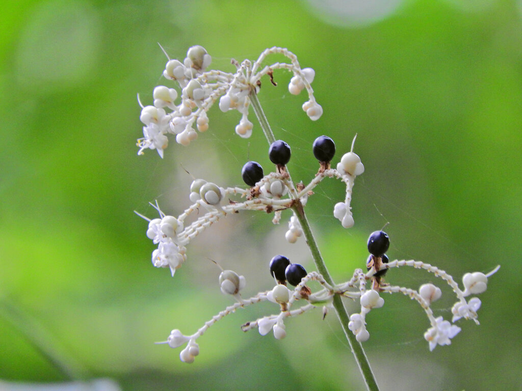 藪茗荷　花と実　５