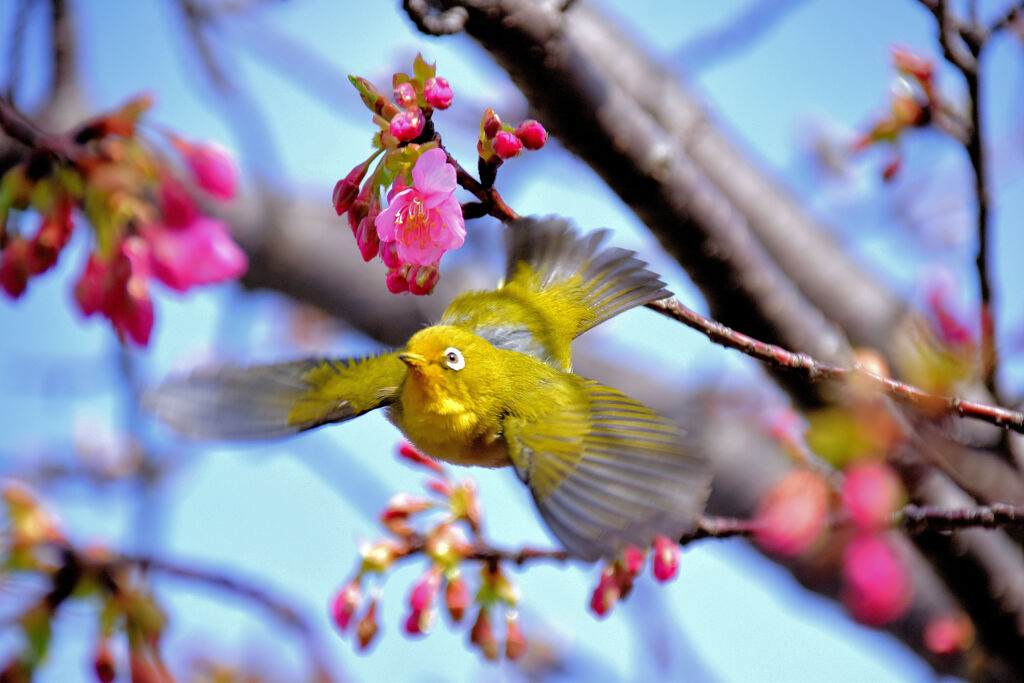 河津桜ジロー１５