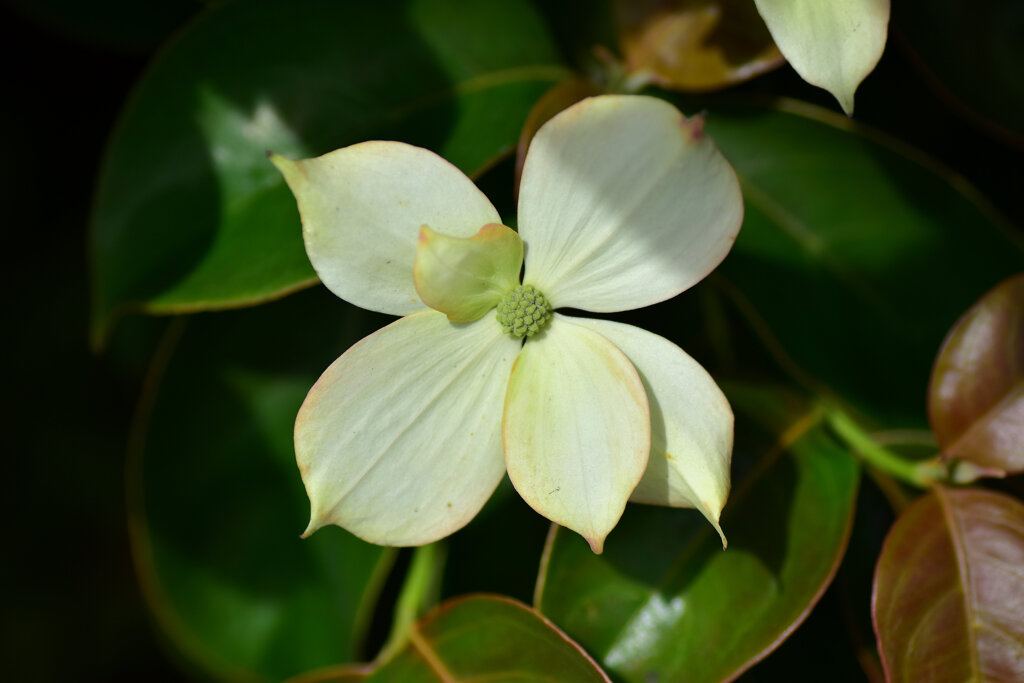 八重咲き山法師　５