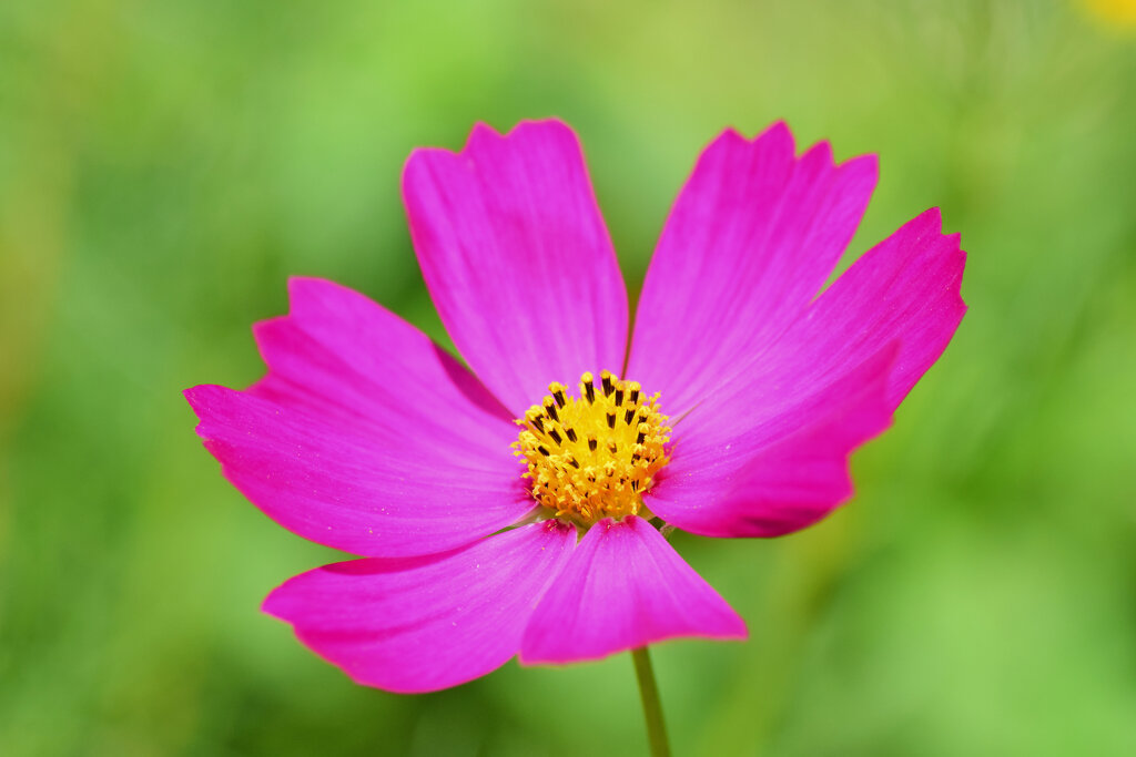 秋桜　２