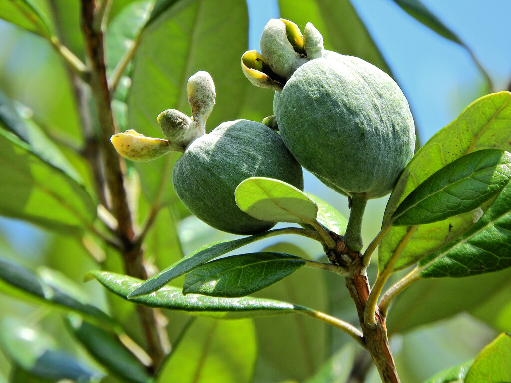 フェイジョア   (Feijoa)　実　２