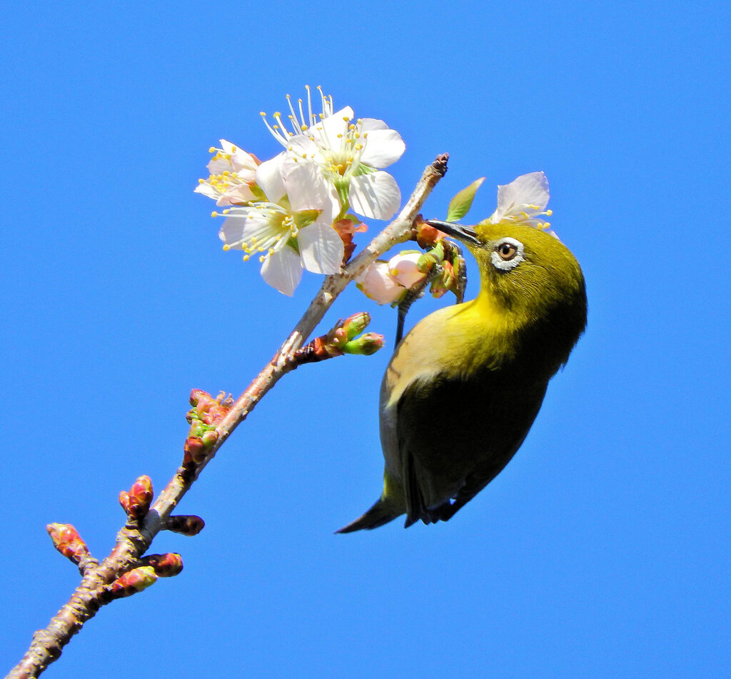 ヒマラヤ桜　ジロー　４