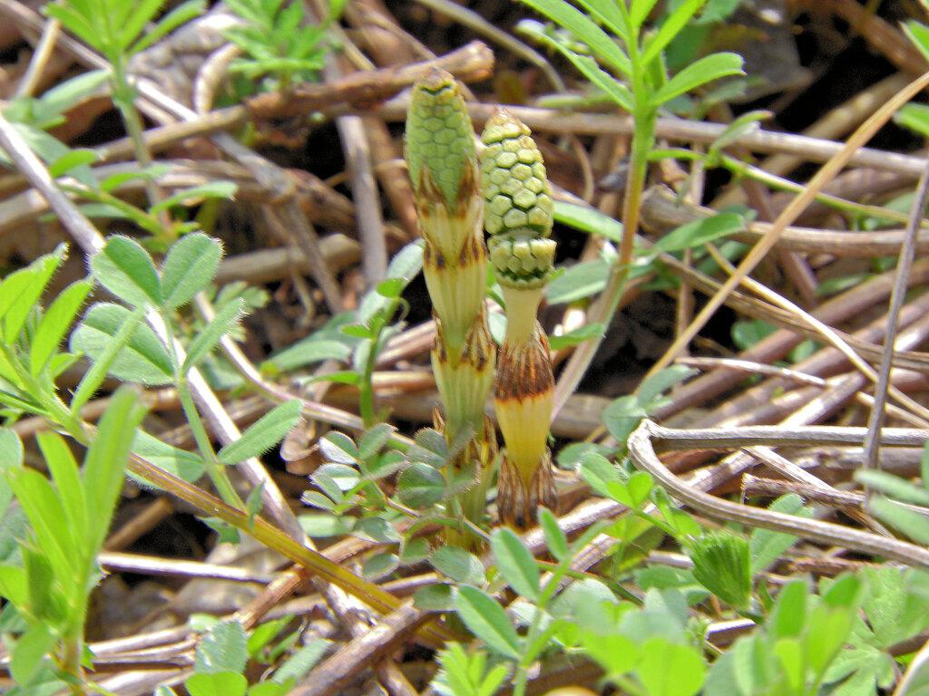 探し尽くした土筆　２