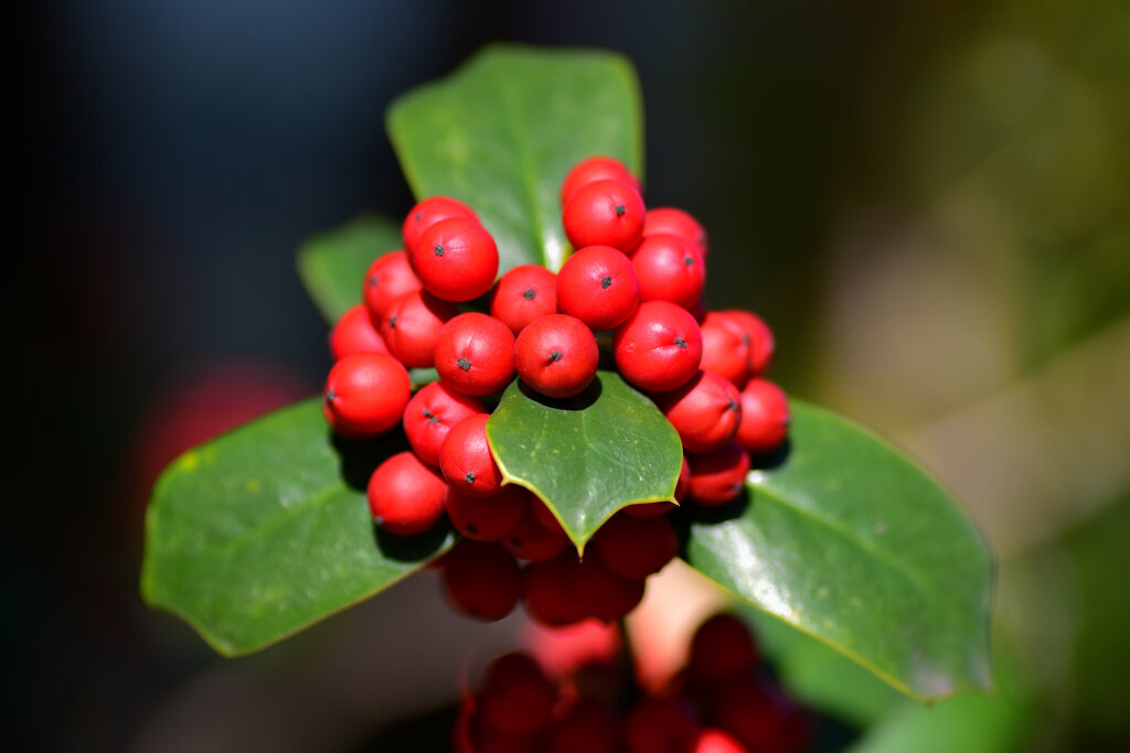 柊黐 （ひいらぎもち）、チャイニーズ・ホーリー、支那柊（しなひいらぎ）１