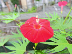 羽衣縷紅草　（はごろもるこうそう）　３