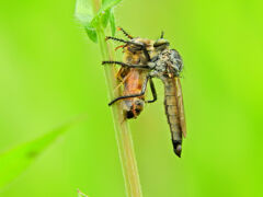 サキグロムシヒキ 　ハエ目　短角亜目　ムシヒキアブ科　ムシヒキアブ亜科　２