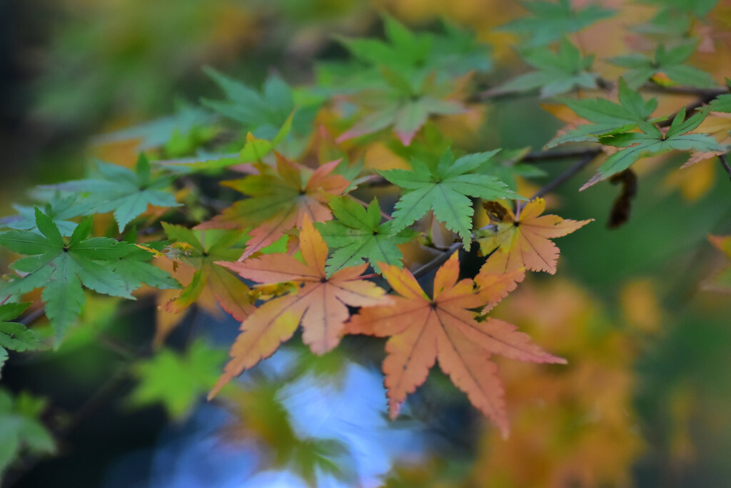 年末の大掃除・・綺麗だったなぁ～　紅葉　７
