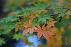 年末の大掃除・・綺麗だったなぁ～　紅葉　７