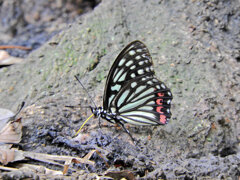 アカボシゴマダラ 　チョウ目　タテハチョウ科　コムラサキ亜科　８