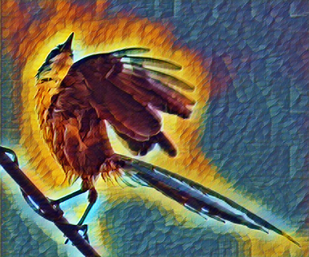 オナガ・・レタッチ加工でお遊び　１　