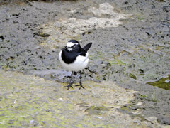 セグロセキレイ　４