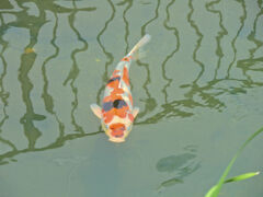 矢上川で錦鯉　４