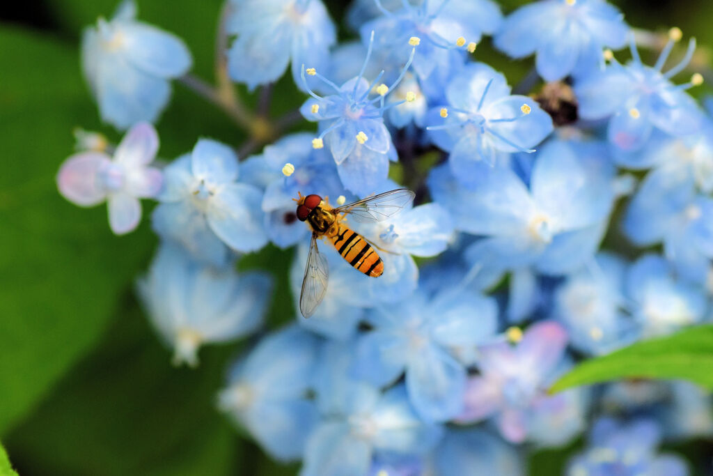 紫陽花にヒラタアブさん　1/2