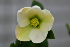 クリスマスローズ　５