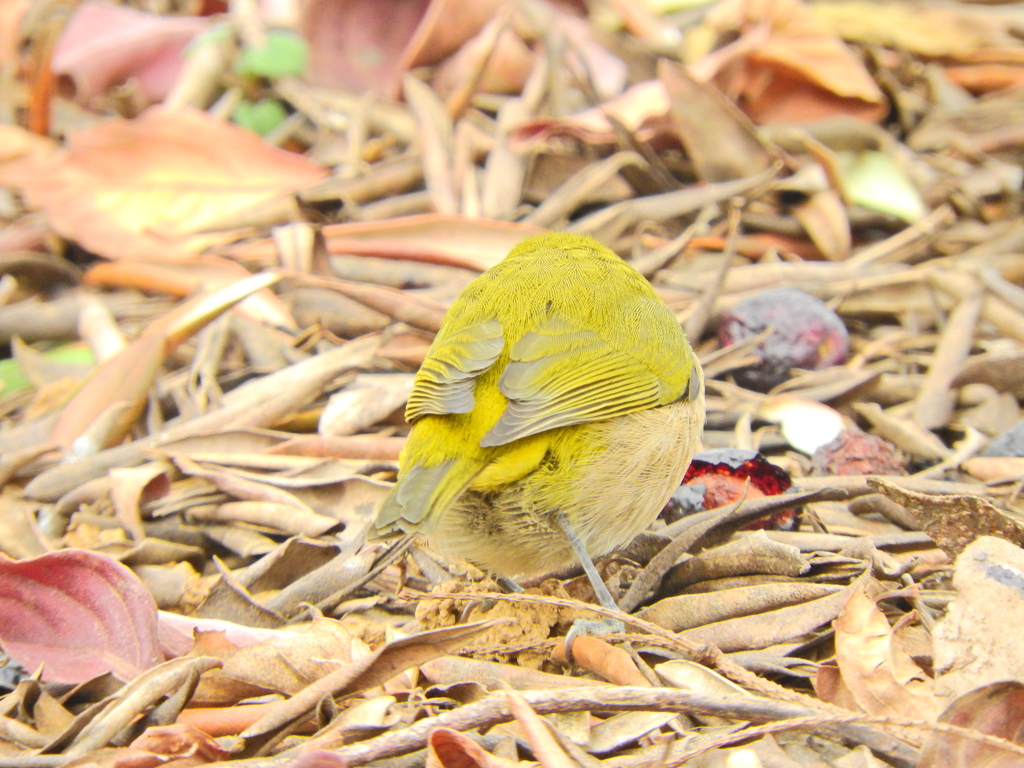 本日のメジロさん１２