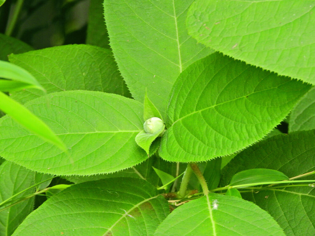 玉紫陽花 （たまあじさい）　蕾