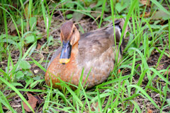 こんな色ですが・・カルガモさんですか？２