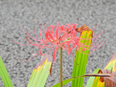 一輪の彼岸花　1/2