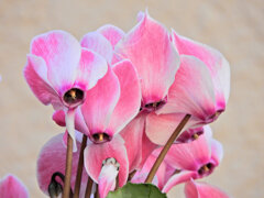 シクラメン　８