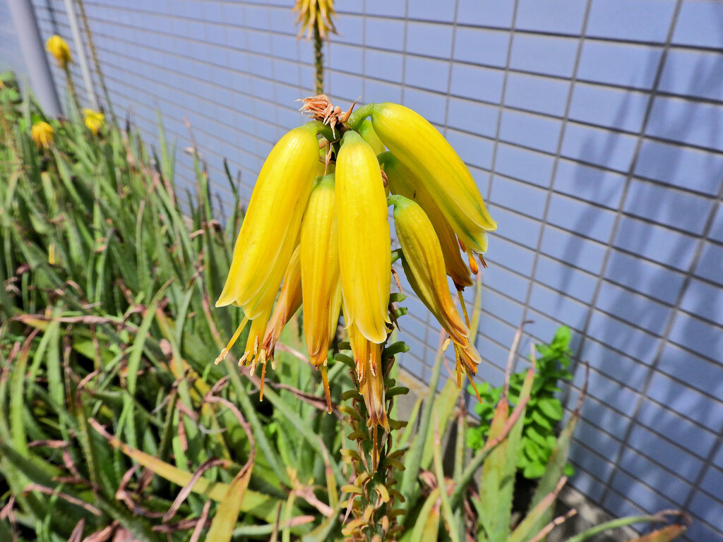 アロエ・ストリアツラ　４