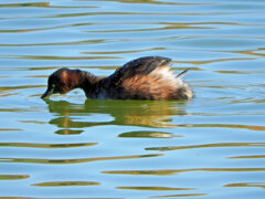 カイツブリ　2/4