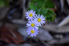 ノコンギク（野紺菊）１
