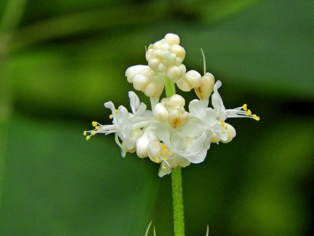 里山で藪茗荷が開花　３